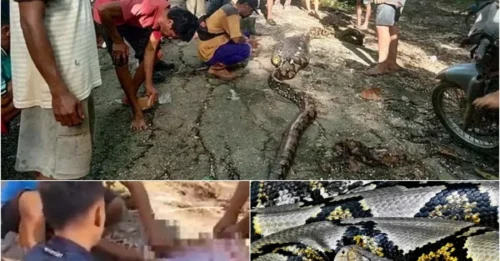 Tragedy on Southeast Asian Tourist Island: Man's Body Found Inside Nearly 9-Meter Python