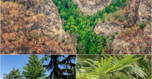 World's most precious plant 'resurrected' after 2 million years of being extinct!