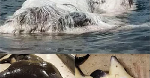 The Ocean’s Dark Secret: Two-Headed Porpoise Exposes Hidden Impact of Pollution on Marine Life