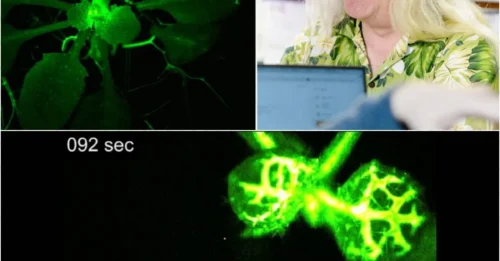 The Secret Suffering of Plants: New Study Exposes Their Hidden ‘Pain’ Response!