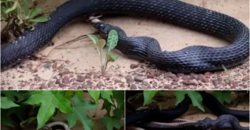 Snake Eats Snake… Until the Prey REVIVES and Flees in Gruesome Video