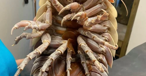IT'S NOT A BUG! The Creepy Giant 'Sea Monster' Hiding in Ocean Depths Will Shock You!