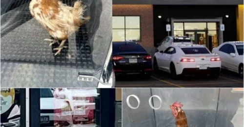 UNTHINKABLE FATE: Clueless Chicken Ends Up at Buffalo Wild Wings in Bizarre Road Mishap!
