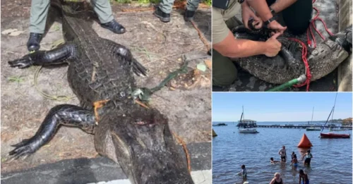 12-Year-Old Girl’s Scream Echoes as Alligator Drags Her Under – What Happened Next Will Shock You!