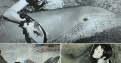 The disturbing love affair between a dolphin and a young woman - their sexual relationship ended in devastating consequences!