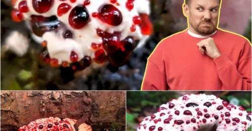 Bleeding, Rotting Stench, and… Moaning Sounds? The Mushroom That Haunts the Entire Forest!