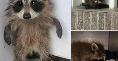 Baby Raccoon Nearly Drowns in Storm – Rescue Mission Leaves Millions in Tears!