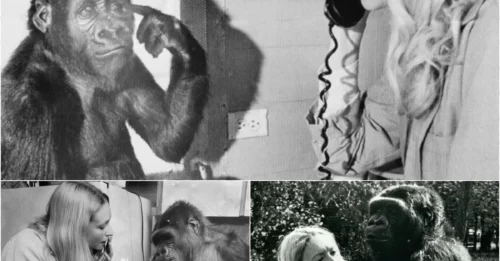Koko the Gorilla’s Shocking Confessions About Robin Williams Before Her Death