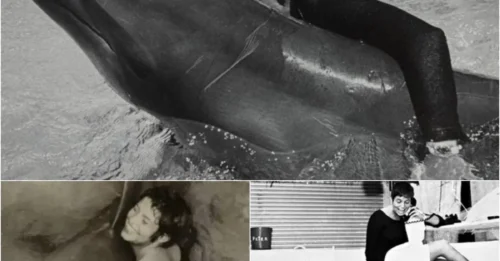 The truth is shocking: A woman had sex with a dolphin—the psychological damage was irreversible