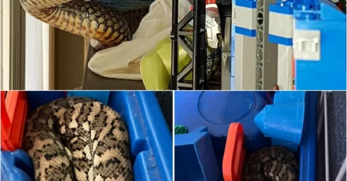 DEADLY DANGER: Eastern Brown Snake Found Wrapped Around Child’s Swing in Terrifying Gold Coast Incident!