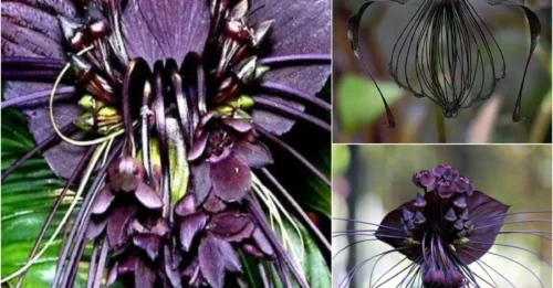 BAT FLOWER – The Shadow-Loving Plant Dubbed the 