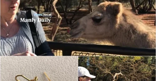 $1,800 Gone in a Flash: Emu Becomes Australia’s Boldest Jewel Thief!