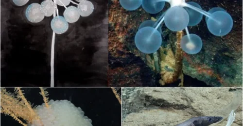 Shocking Discovery: Bizarre Creatures Thriving at Earth's Most Extreme Depths!