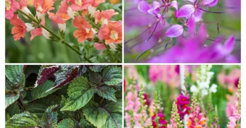 7 Outdated Annual Flowers That Experts Say to Skip—and Why