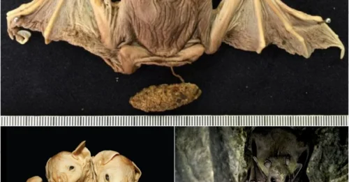Conjoined twin bats defy biology—only 0.001% of cases survive birth, and these died mysteriously