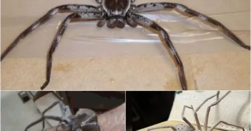 Giant 'Killer' Spider Stows Away in Family’s Luggage – Survives 10,000-Mile Trip from Australia to UK!