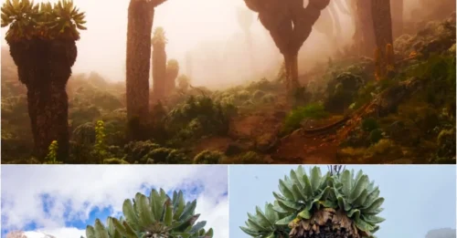 The Shocking Truth: ‘Extraterrestrial’ Plants Thriving on Africa’s Roof!