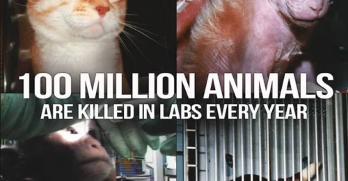 EYE-WATERING CRUELTY: 5 Unethical Animal Experiments Still Approved Worldwide
