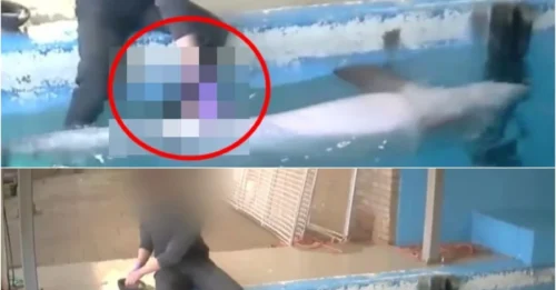 DOLPHIN BREEDING SCANDAL: Male Staff's Sexual Abuse Claims Spark Outrage!