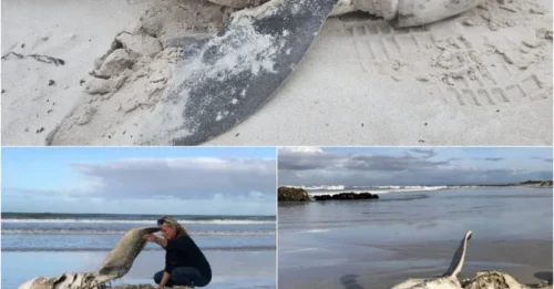 Gruesome Truth: Killer Whales Hunting Great White Sharks Just to Eat This One Body Part