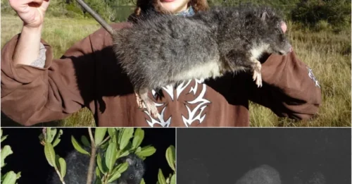 33-Inch Mystery: 'Woolly Mountain Monster' Caught on Camera for the First Time!