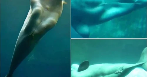 Mermaid Mystery Solved! The Bizarre Animal Origins of the Legend Finally Exposed