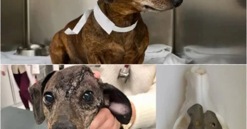 Medical Miracle: Dog Gets a Second Life After 3D-Printed Skull Replaces Massive Tumor