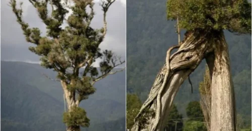 Mystery of New Zealand’s 100-Year-Old ‘Walking Tree’ – The Last Survivor of a Vanished Forest!