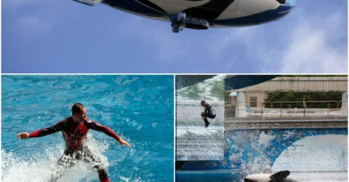 The Shocking Truth: Shamu’s Tragic Fate—How a Captive Orca Became the Face of SeaWorld’s Dark Legacy