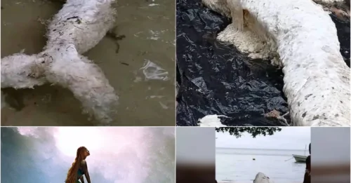 MERMAID MYSTERY: Bizarre Sea Creature Washes Ashore in Papua New Guinea - Internet Baffled!