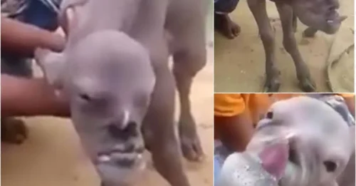 Not Photoshop! The Shocking Truth About a Human-Faced Goat in India!