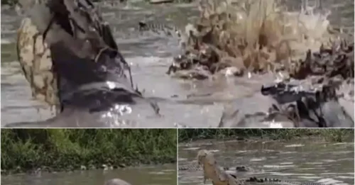 A Young Boy Did WHAT? 23 Crocodiles Feast on a Cow in the World’s Deadliest River!
