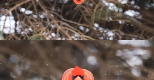 Scientists Stunned: Man’s Accidental Photo Reveals the True 'Angry Bird'!