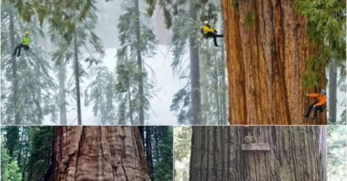 FACT: This 3,200-Year-Old Tree Is So Big, Not a Single Photo Exists of Its Full Size