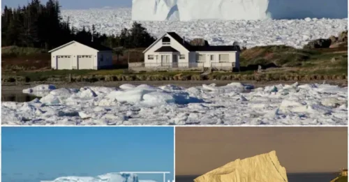 A Towering Threat: 15-Story Iceberg Drifts Toward Ferryland-Scientists Warn of Hidden Danger!