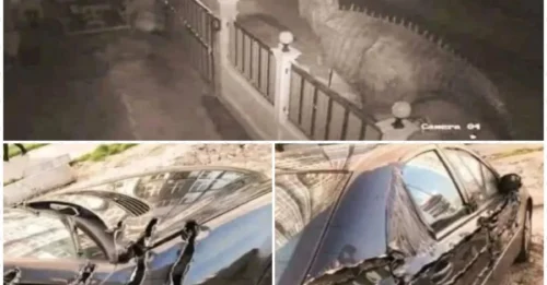 T-Rex on Camera: Shocking U.S. Footage Emerges