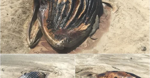 Whale’s Grisly End: How 14 Ravenous Crocodiles Turned a Carcass into a Feeding Frenzy