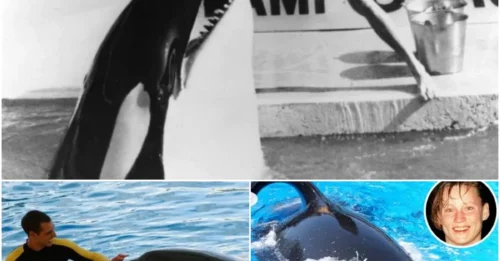 THE REVENGE OF THE KILLER WHALE: A chilling photo reveals the hatred of the captive orca toward its trainers – a bloody revenge has begun.