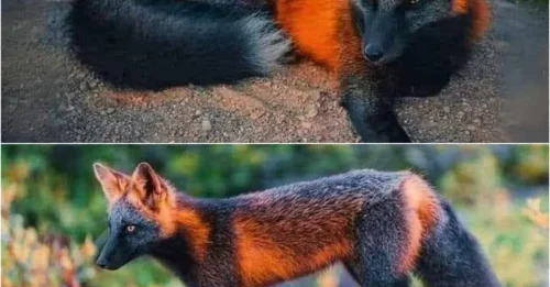 SHOCKING BEAUTY: Never-Before-Seen Fox Stuns the World with Vibrant Orange & Black Coat!