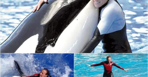 Female Trainer’s Painful Death: The Killer Whale She Loved Most Turned on Her