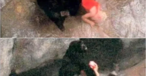 1996's Most Bizarre Rescue: How a Gorilla Named Binti Jua Shocked the World and Changed Science