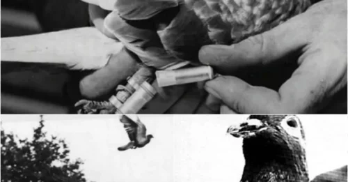 CHER AMI SHOCKS THE WORLD: How a Pigeon Saved 200 Soldiers in WWI – The Untold Heroism!