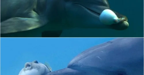 NATURE’S STONERS: Dolphins Take ‘Puff Puff Pass’ to a Whole New Level!