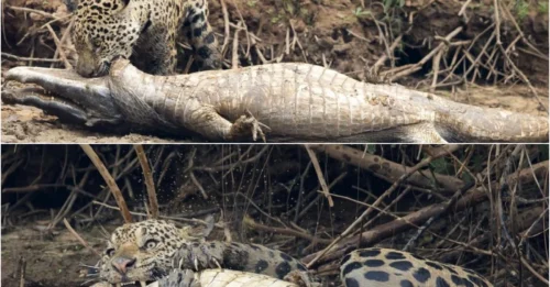 LIFE-OR-DEATH DUEL: Jaguar’s Fatal Attack on Caiman Captured in Stunning, Shocking Photos!