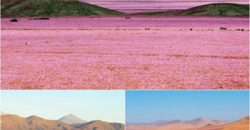 Death Valley’s Shocking Transformation: Flowers Burst from the World’s Harshest Desert!