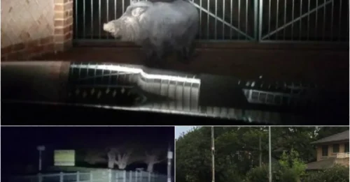 Monster Pig on the Loose: The Shocking Secret Life of Feral Beasts!