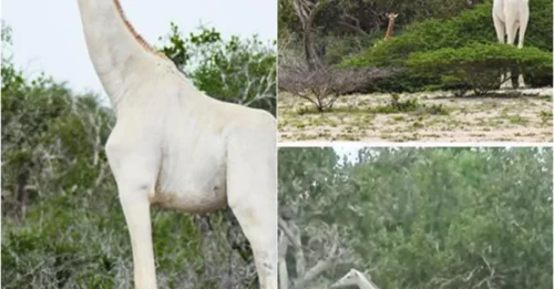 Shocking Discovery: Snow-White Giraffes – The Mystery of a Rare Genetic Mutation