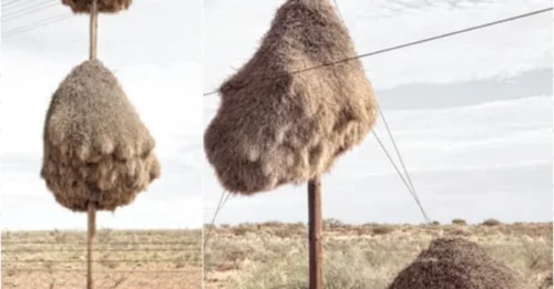 Avian War Zone! Feathered Squatters Take Over Telephone Poles in Southern Africa—And It’s Getting Crowded!