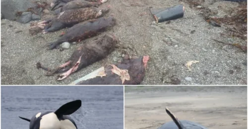 SHOCKING DISCOVERY: Orca Found Dead with Six Whole Sea Otters Inside — And a Seventh Lodged in Its Throat!