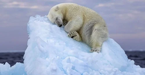 Sleepy Polar Bear Portrait Wins the Wildlife Photographer of the Year People’s Choice Award